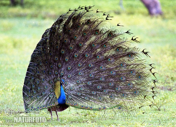 Burung Merak Biru