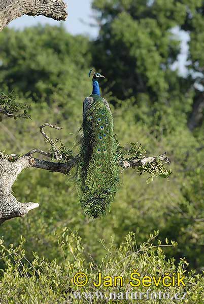 Burung Merak Biru