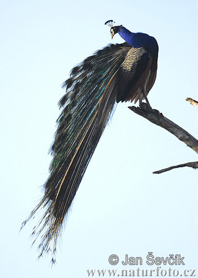 Burung Merak Biru