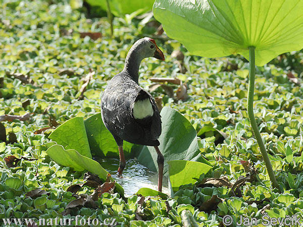 Burung Pangling