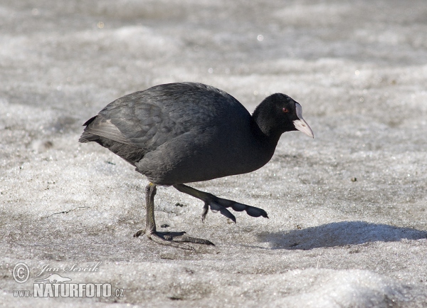 Burung Pangling Hitam