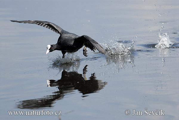 Burung Pangling Hitam