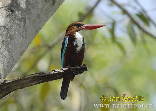 Burung Pekaka Belukar