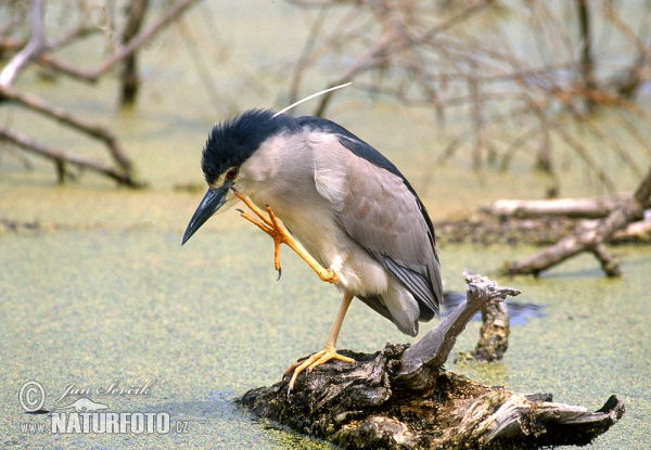 Burung Puchong Kuak