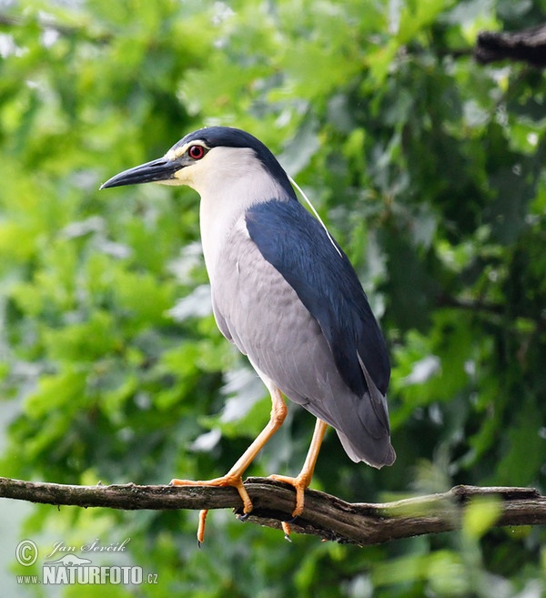 Burung Puchong Kuak