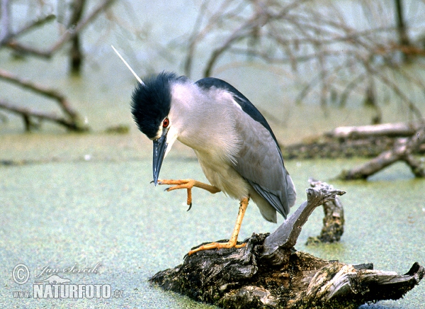 Burung Puchong Kuak