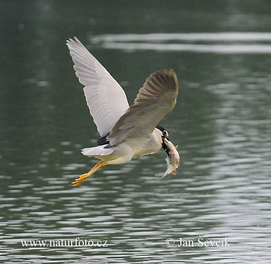 Burung Puchong Kuak