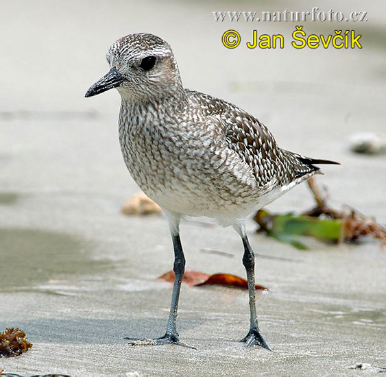 Burung Rampang Kelabu