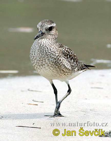 Burung Rampang Kelabu