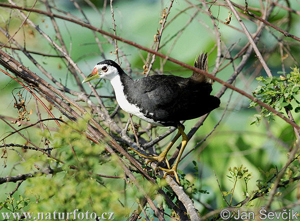 Burung Ruak-ruak