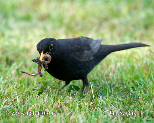 Burung sikatan hitam