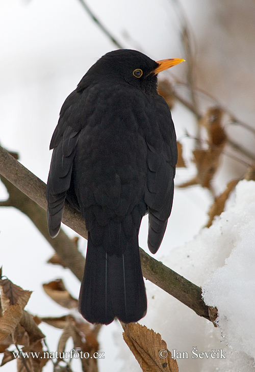 Burung sikatan hitam