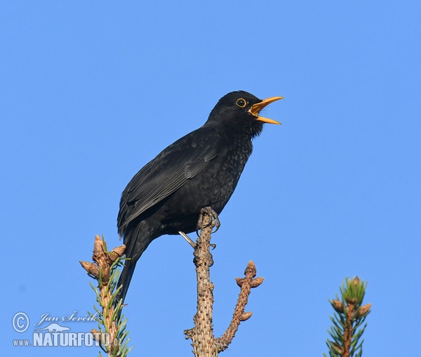 Burung sikatan hitam