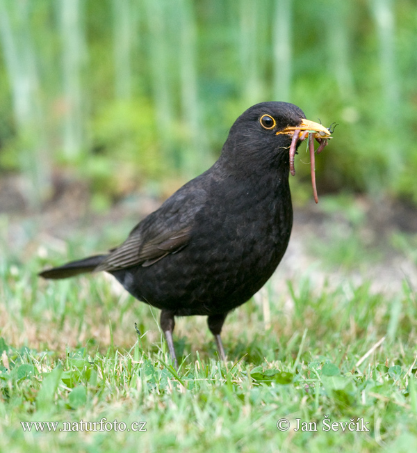 Burung sikatan hitam