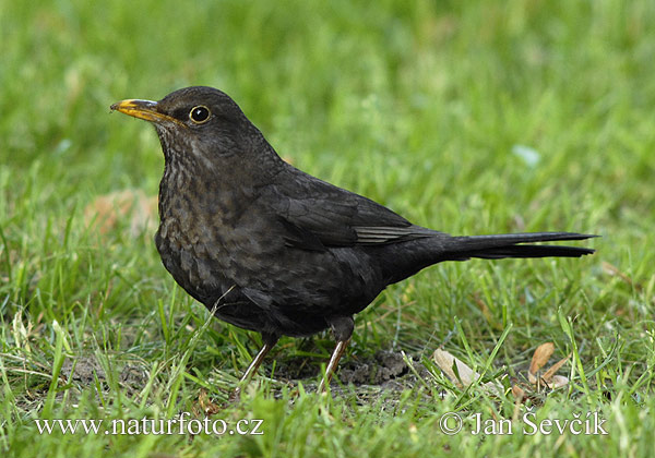 Burung sikatan hitam