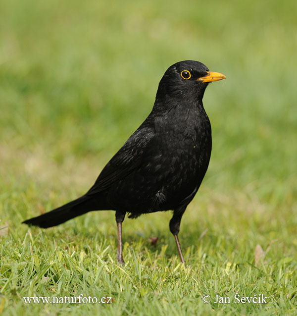 Burung sikatan hitam