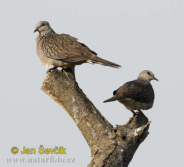 Burung Tekukur