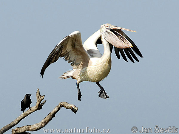 Burung Undan Paruh Titik