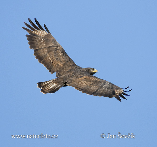 Buse variable