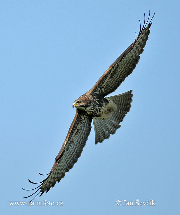 Buse variable