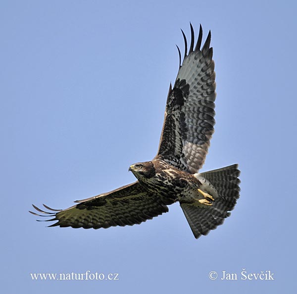 Buse variable