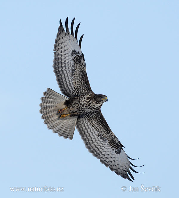 Buse variable