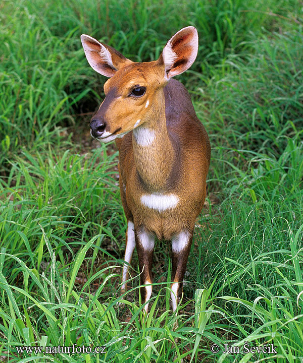 Bushbukk Skriftantilope