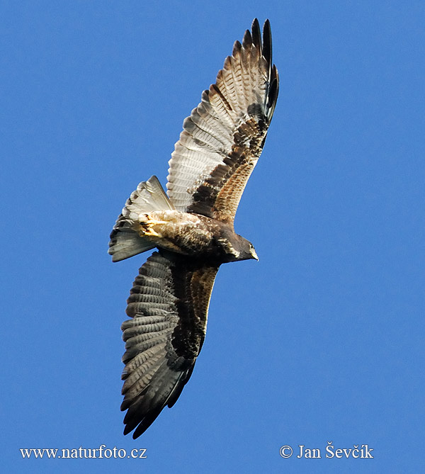 Buteo albicaudatus