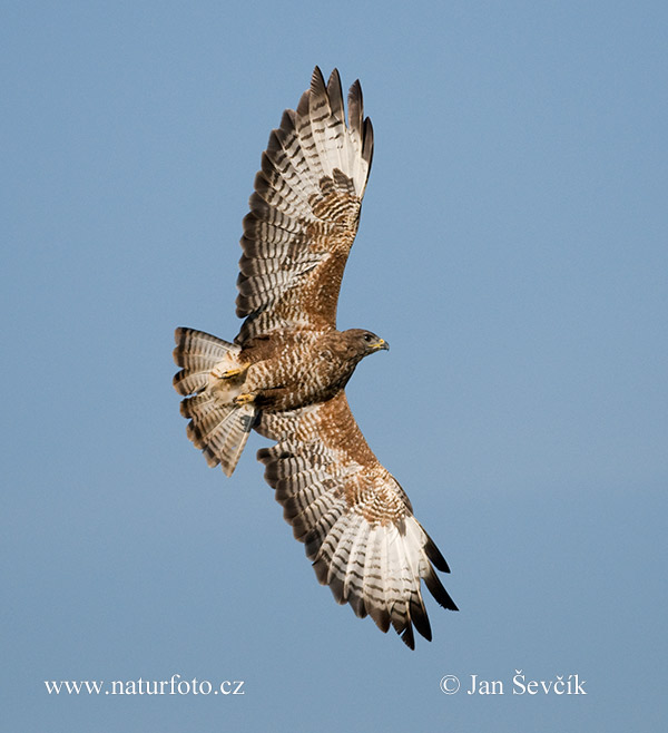 Buteo buteo