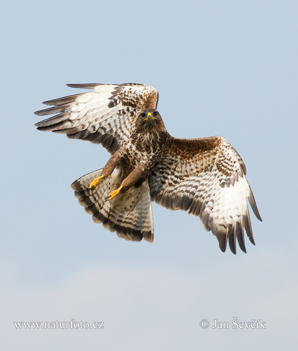 Buteo buteo