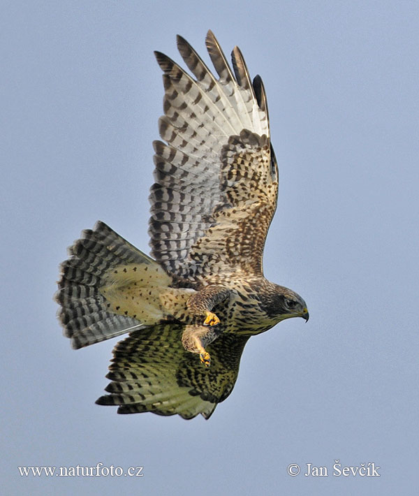 Buteo buteo