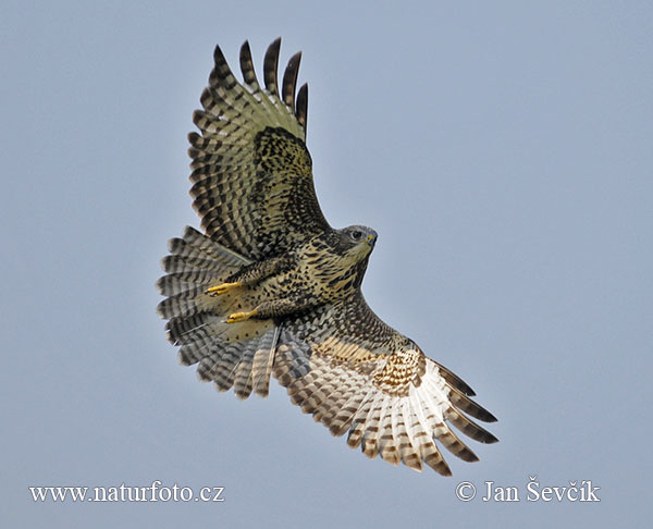 Buteo buteo