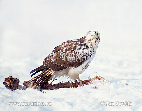 Buteo buteo