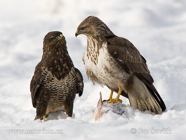 Buteo buteo