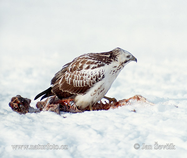 Buteo buteo