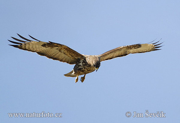 Buteo buteo