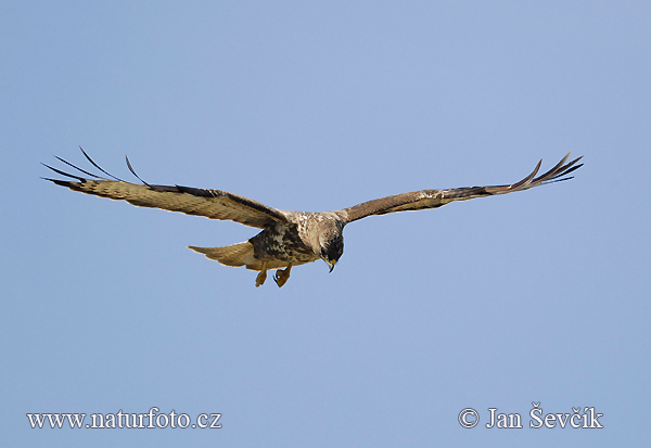 Buteo buteo