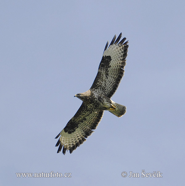 Buteo buteo