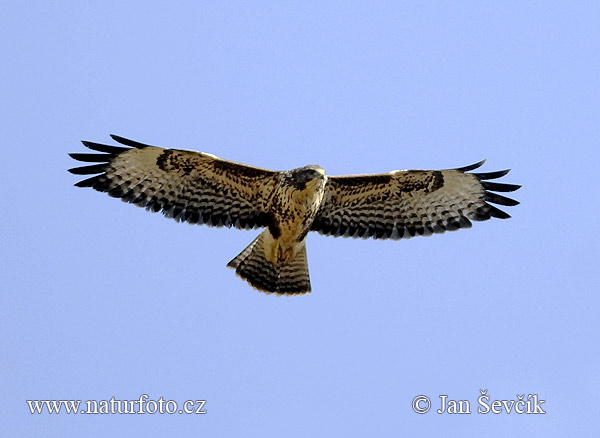 Buteo buteo