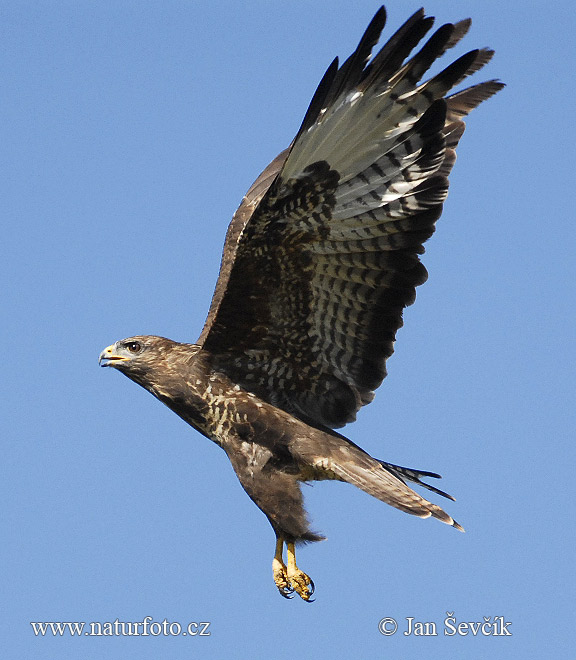 Buteo buteo