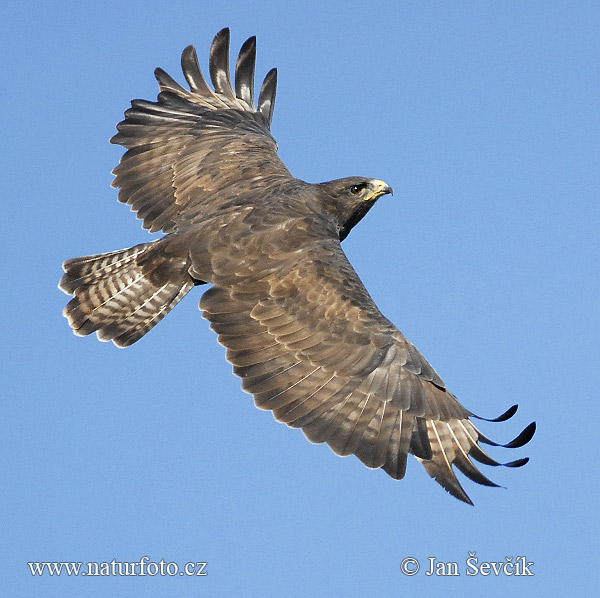 Buteo buteo