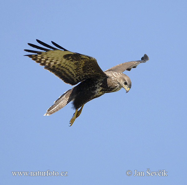 Buteo buteo