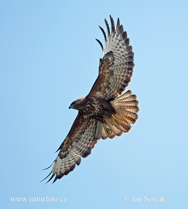 Buteo buteo