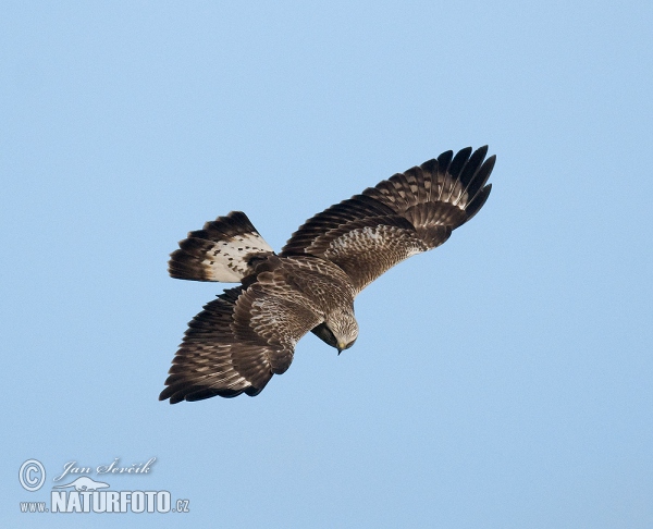 Buteo lagopus