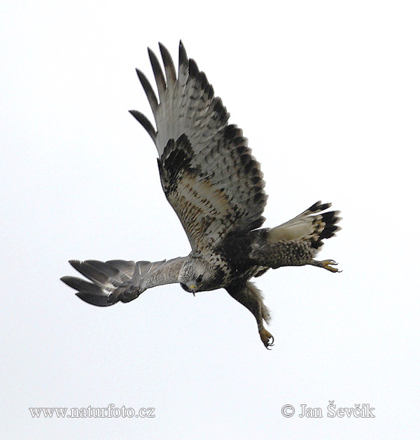 Buteo lagopus