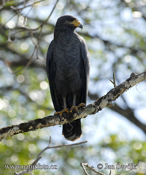 Buteogallus subtilis