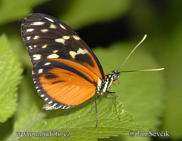 Butterfly (Heliconius hecale)