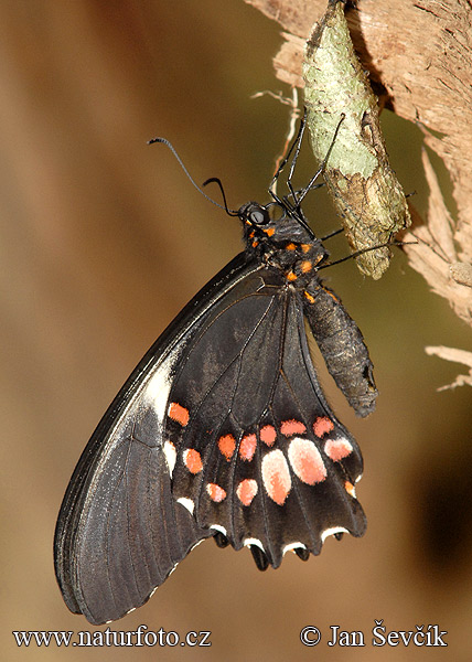 Butterfly (Papilio anchisiades)