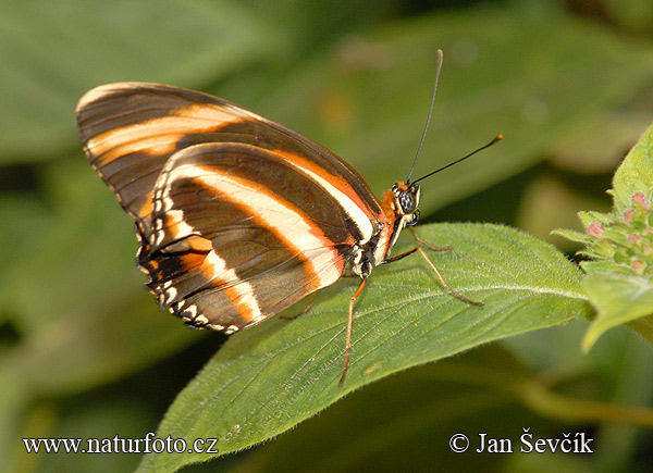 Butterfly (Dryadula phaetusa)