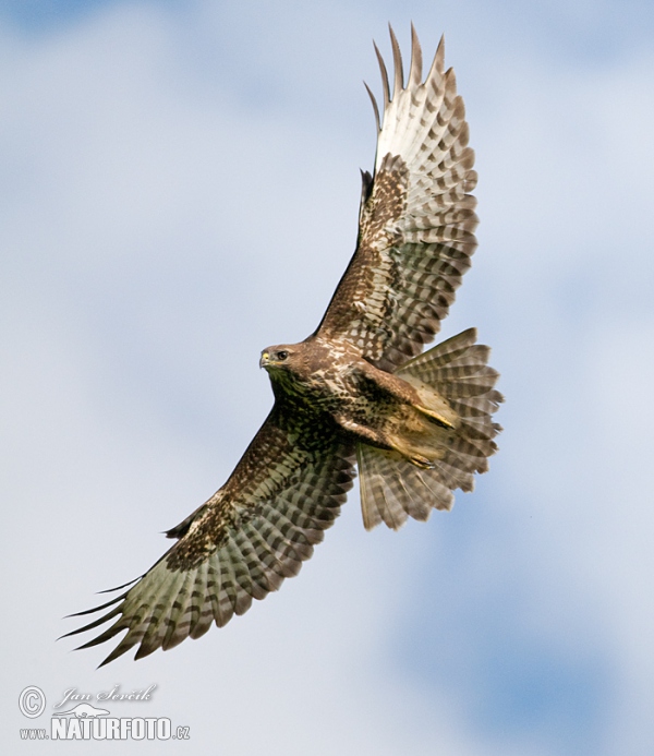 Buzzard (Buteo buteo)